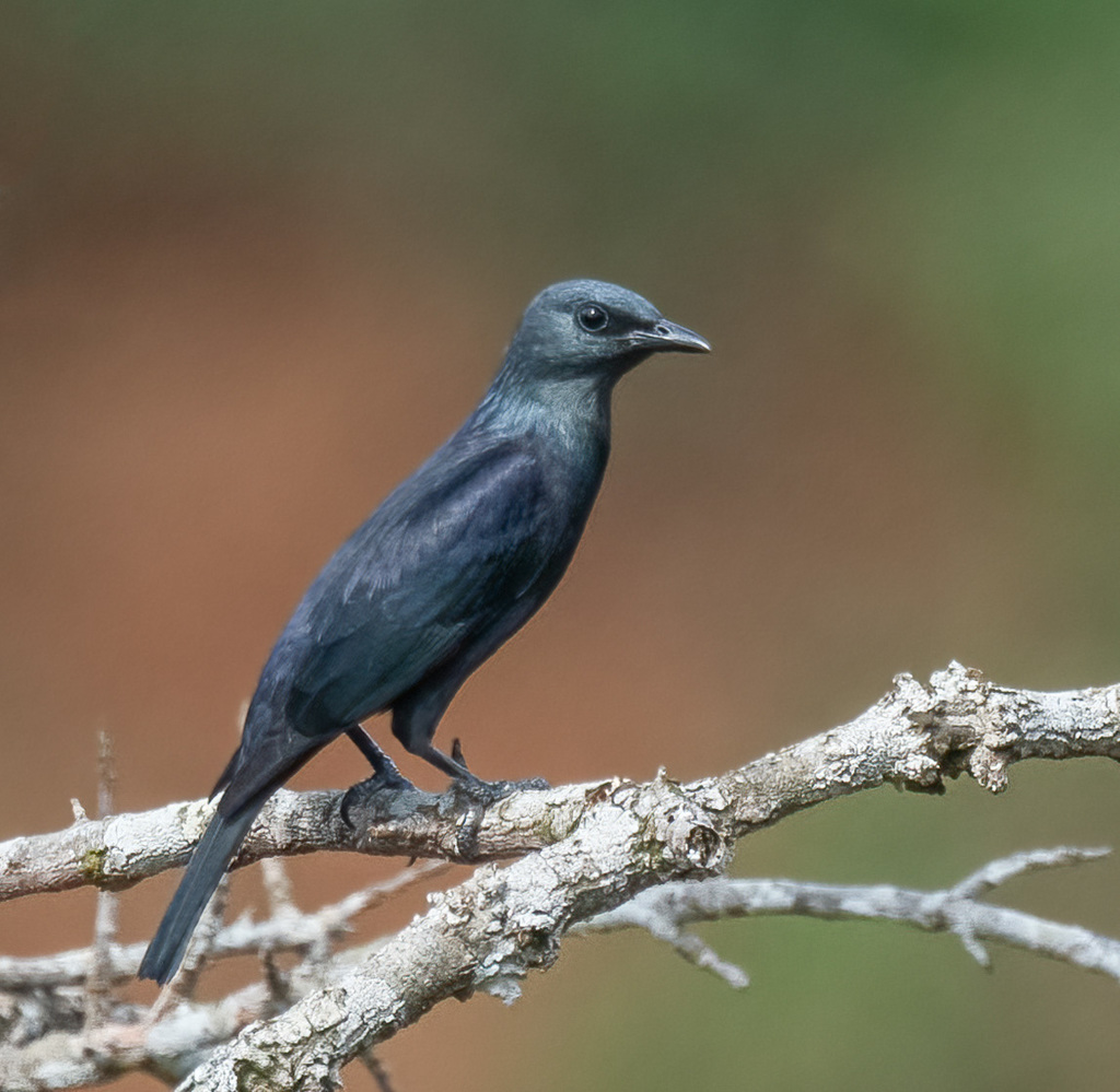 Waller's Starling