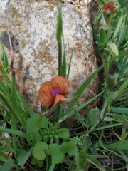 Lathyrus blepharicarpos