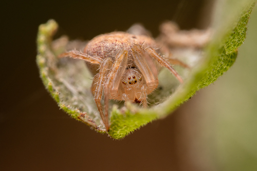 Araneus concepcion