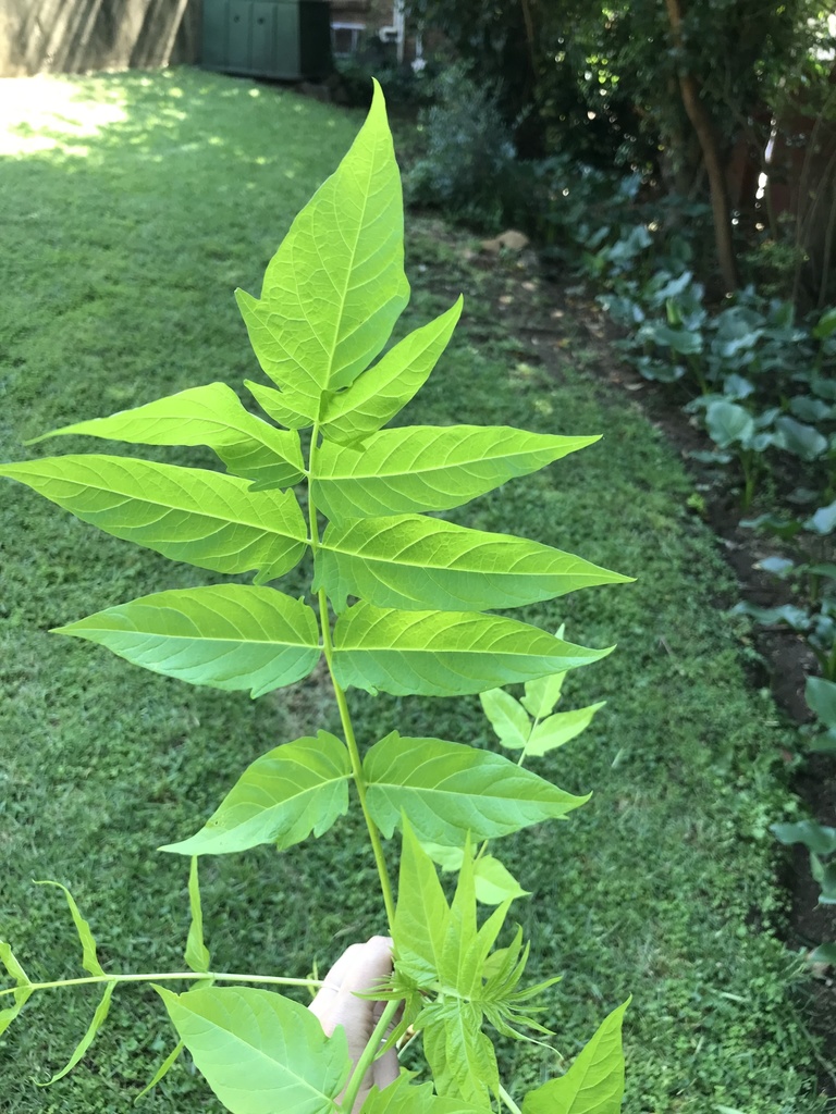 tree-of-heaven from Roxie Road, Randburg, GP, ZA on February 01, 2022 ...