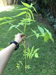 Ailanthus