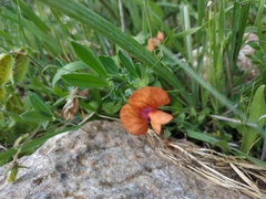 Lathyrus blepharicarpos