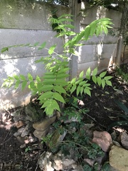 Ailanthus
