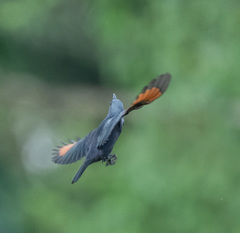 Onychognathus walleri