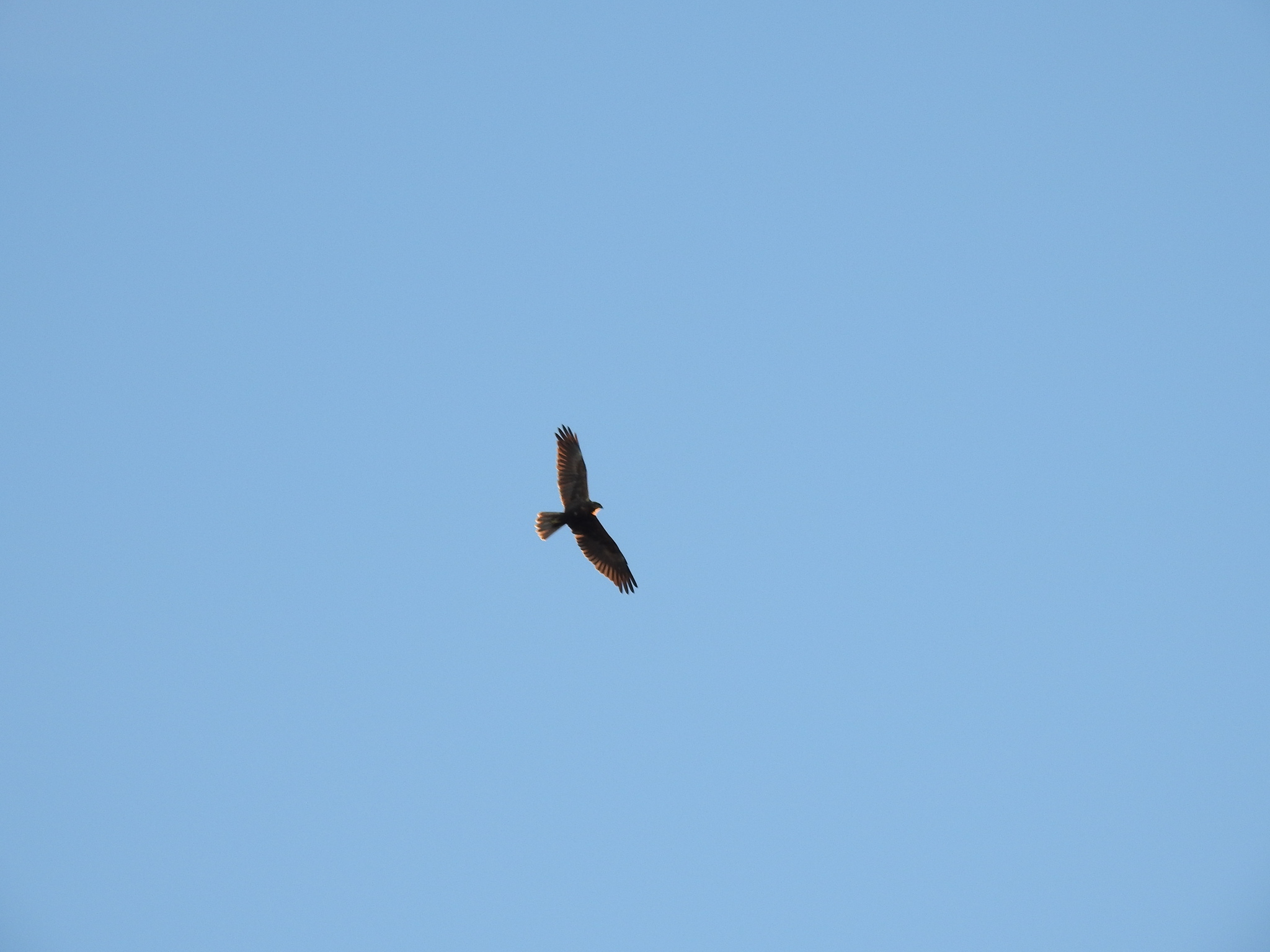 Western Marsh Harrier