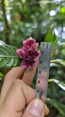 Palicourea chiriquiensis