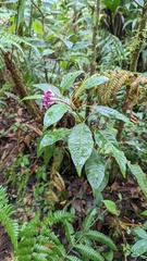 Palicourea chiriquiensis