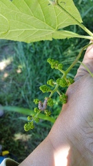 Psychomorpha epimenis