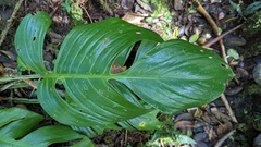 Monstera monteverdensis