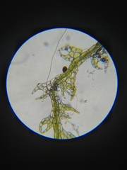 Fuscocephaloziopsis lunulifolia
