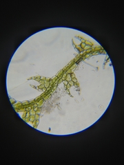 Fuscocephaloziopsis lunulifolia