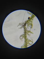 Fuscocephaloziopsis lunulifolia