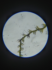Fuscocephaloziopsis lunulifolia