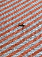Telostylinus lineolatus