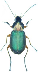 Chlaenius nigricornis