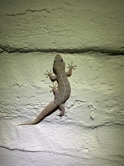 Phyllodactylus homolepidurus