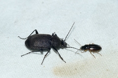 Chlaenius tristis