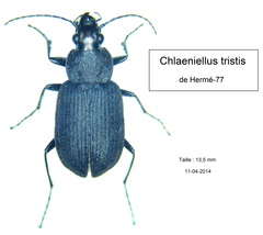 Chlaenius tristis