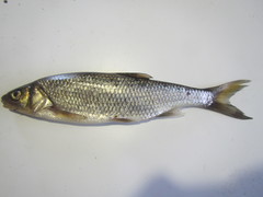 Leuciscus leuciscus
