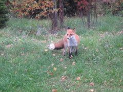 Vulpes vulpes schrencki