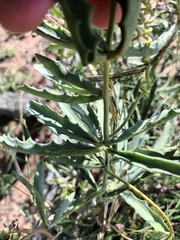 Cyphostemma omburense