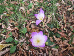 Colchicum