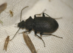 Chlaenius tristis