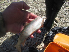 Salvelinus malma