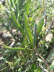 Cyphostemma omburense