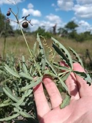 Cyphostemma omburense