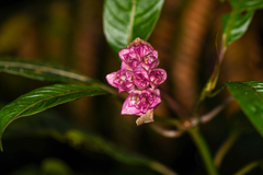 Palicourea chiriquiensis