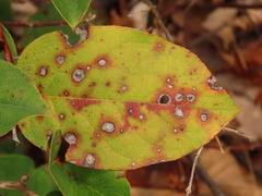 Mycosphaerella chimaphilae