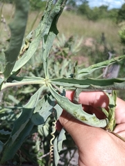 Cyphostemma omburense