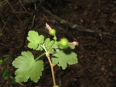 Ribes thacherianum