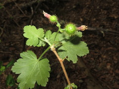 Ribes thacherianum