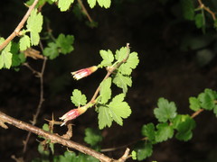 Ribes thacherianum