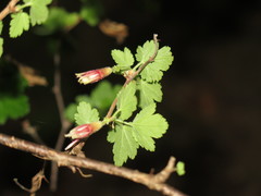 Ribes thacherianum