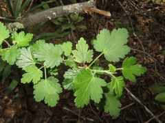 Ribes thacherianum