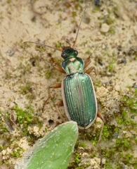 Chlaenius spoliatus