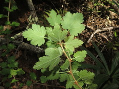 Ribes thacherianum