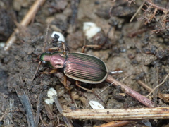 Chlaenius spoliatus