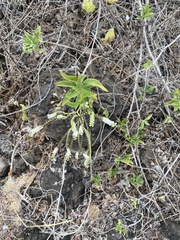 Tournefortia pubescens