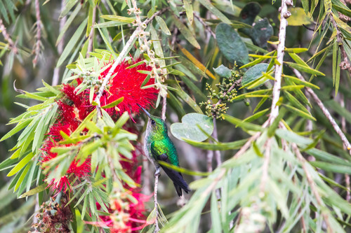 White-tailed Emerald (Microchera chionura), photo 10