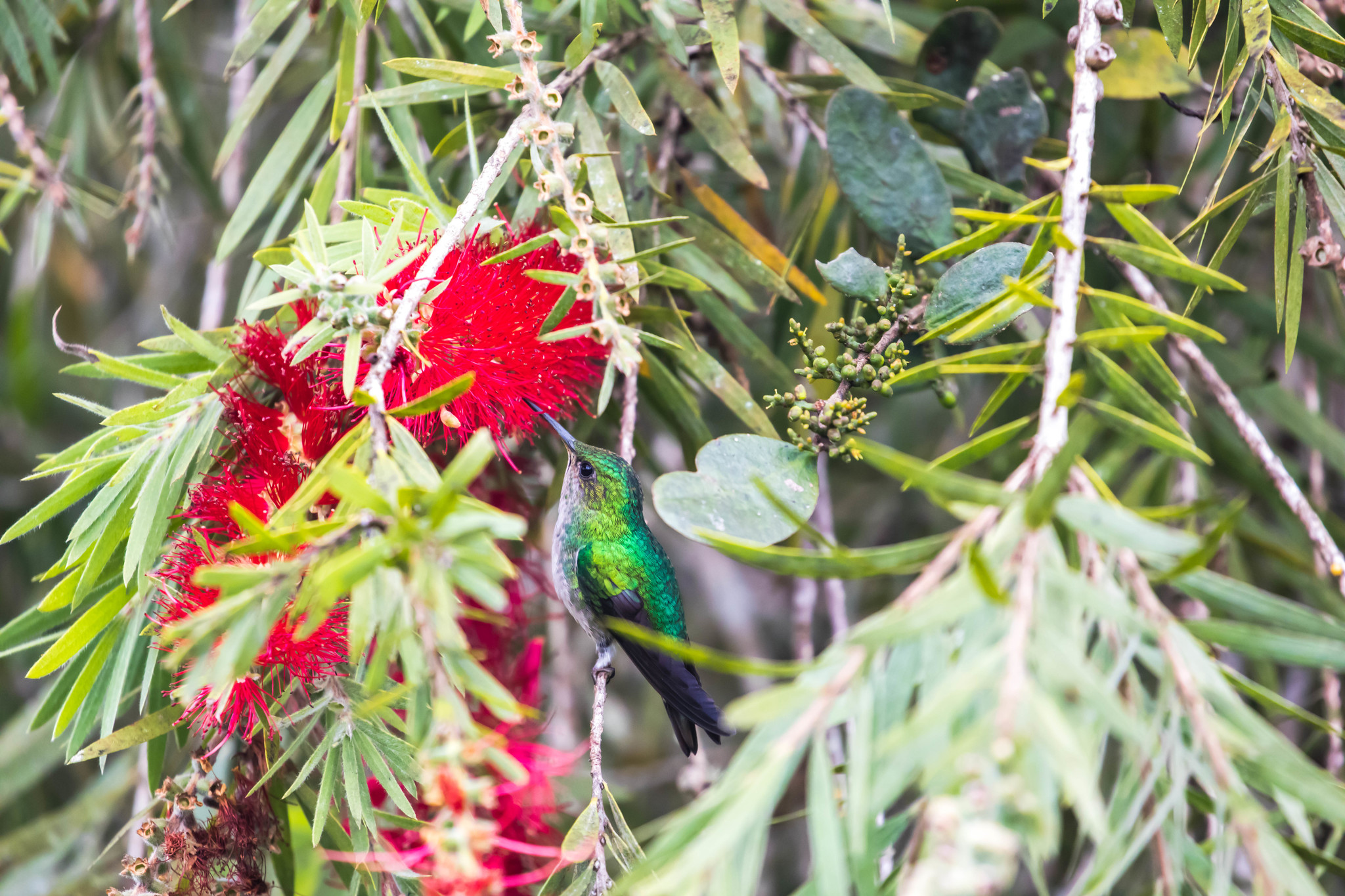 White-tailed Emerald (Microchera chionura), photo 8