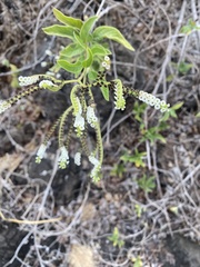 Tournefortia pubescens