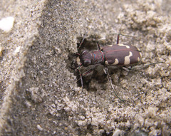 Cicindela maritima