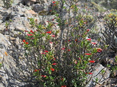 Diplacus parviflorus