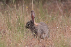 Oryctolagus cuniculus