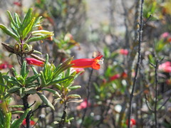 Diplacus parviflorus