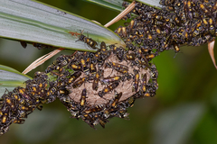 Polybia occidentalis bohemani